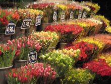 Florvisión