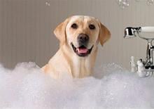 Franquicia  I LOVE DOG WASH