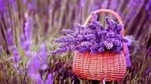 Franquicia Lavanda del Lago