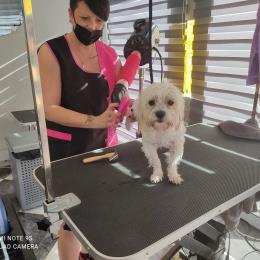 Franquicia MIMAT DOG
