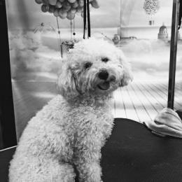 MIMAT DOG