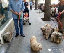 Pet Spa