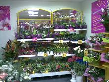 Rapid Flore
