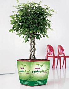 Rentaplant