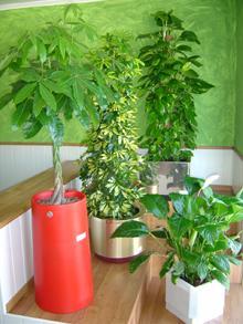 Rentaplant