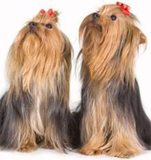 “Yorky’s chic” lanza sus artículos de lujo para mascotas