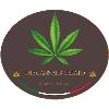 Franquicia The Cannabis Gelato