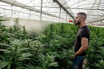 franquicia Cannabis Innovation CBD